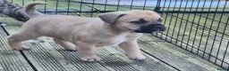 Mixed Breed dogs for sale: Mastiff cross french bulldog puppies  - Advert 1
