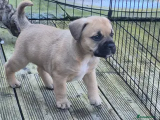 Mixed Breed dogs Mastiff cross french bulldog puppies - Advert 22