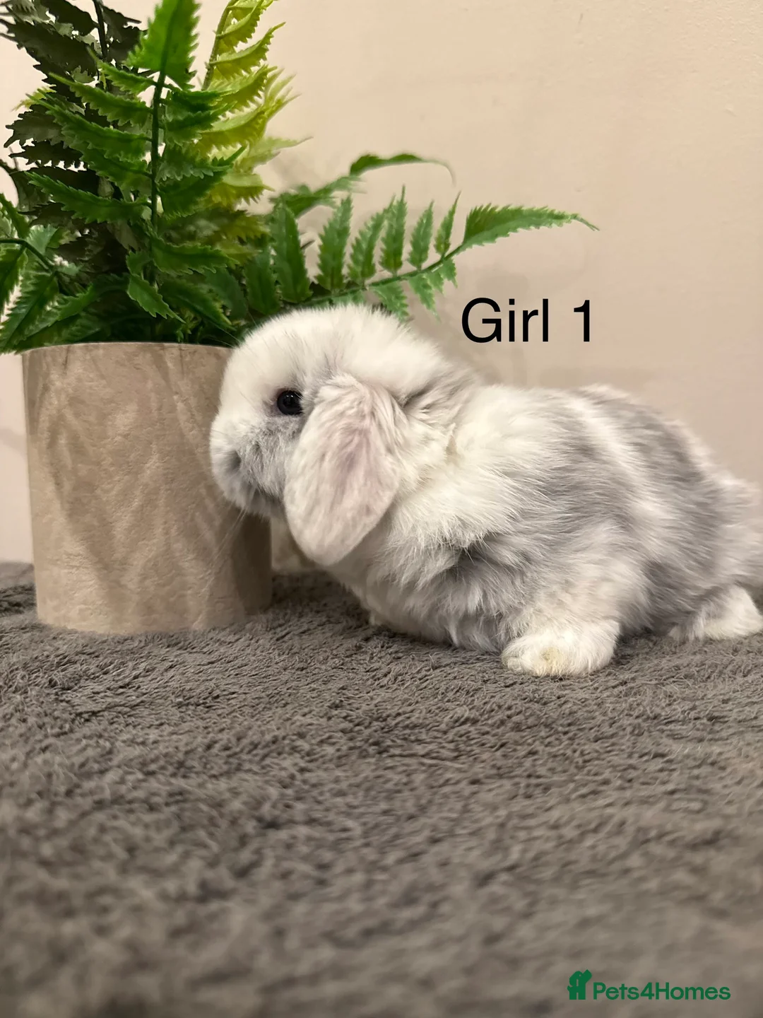 Mini Lop rabbits for sale: ✨Stunning Magpie & Harlequin Mini Lops✨ - Advert 11