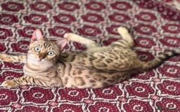 Bengal cats for sale: Lovely Bengal girl  - Image 5