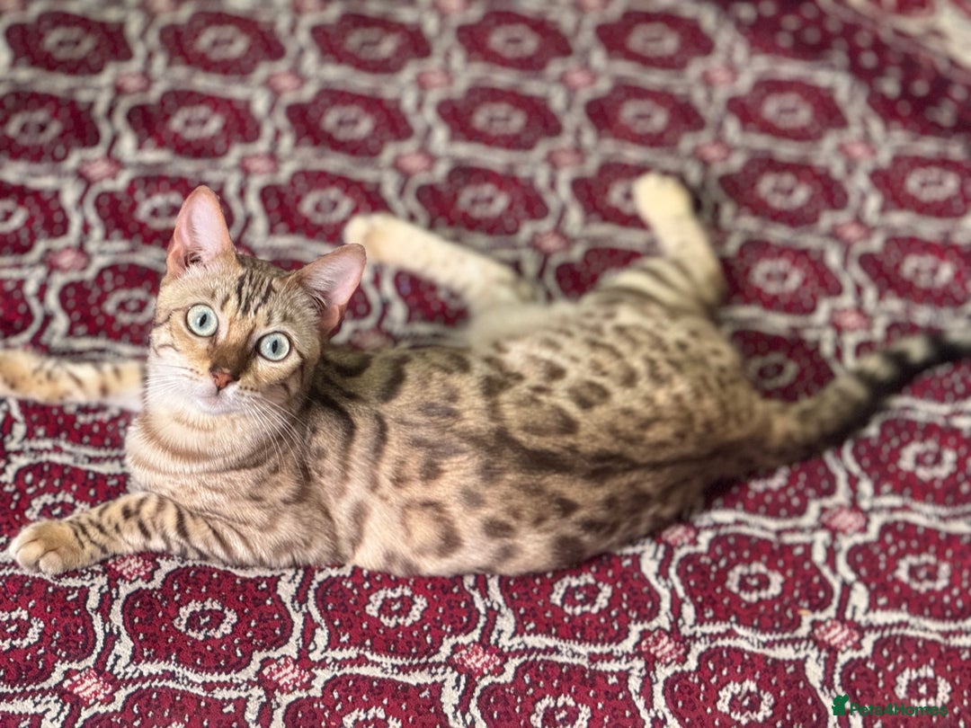 Bengal cats for sale: Lovely Bengal girl  - Image 5