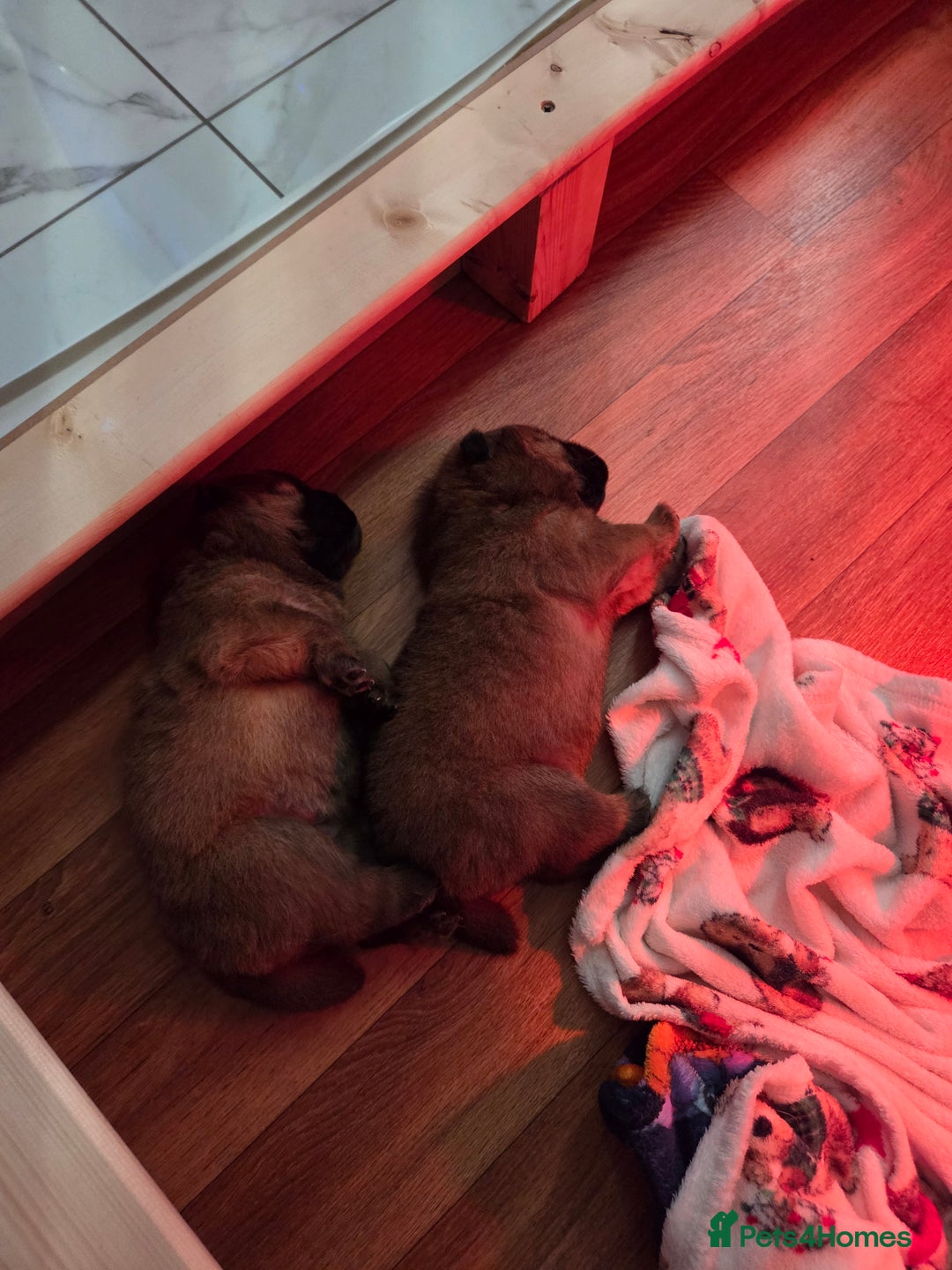 Chow Chow dogs for sale: KC REGISTERED CHOW CHOW GIRL - Advert 2