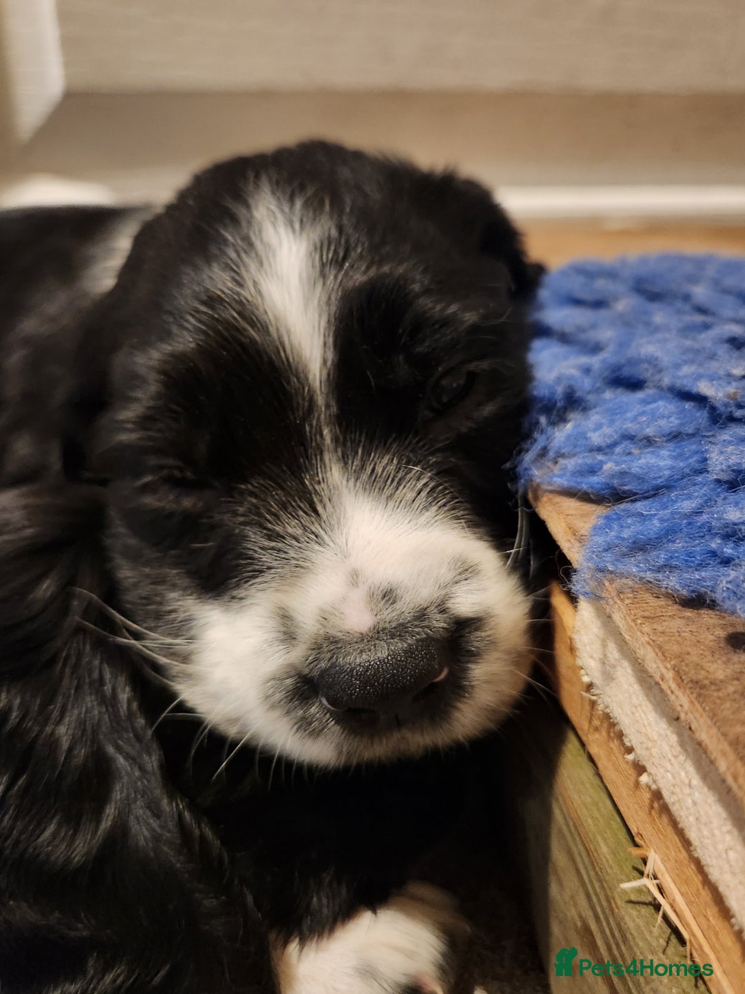 English Springer Spaniel dogs for sale: KC Registered ESS Pups *WELL MARKED* - Image 18