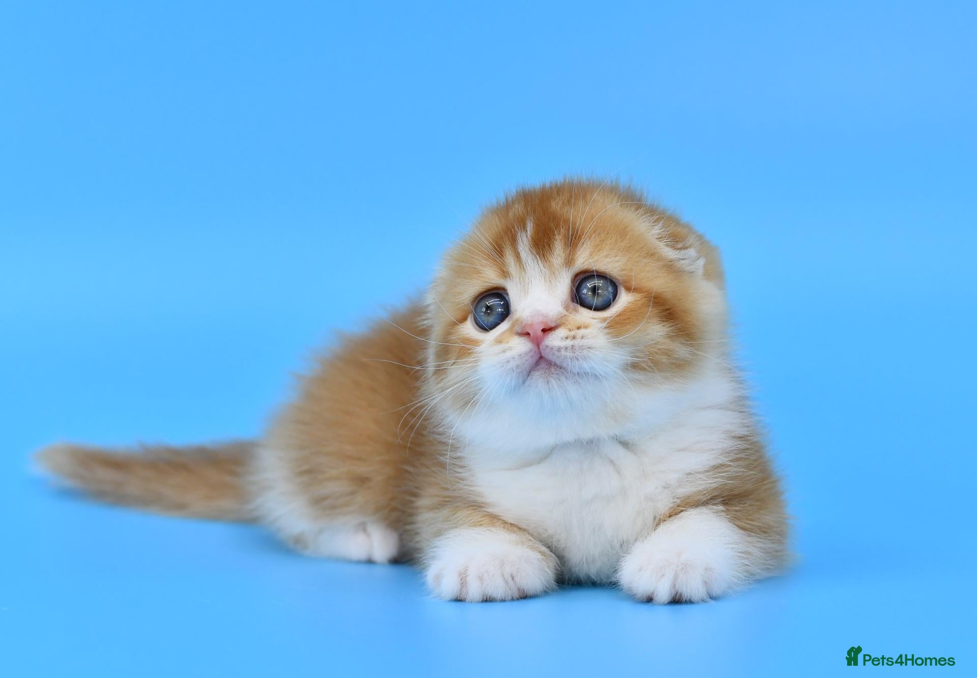 Scottish Fold cats LICENSED CATTERY PURE BREED TOP QUALITY KITTENS - Advert 9
