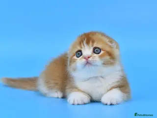 Scottish Fold cats LICENSED CATTERY PURE BREED TOP QUALITY KITTENS - Advert 9