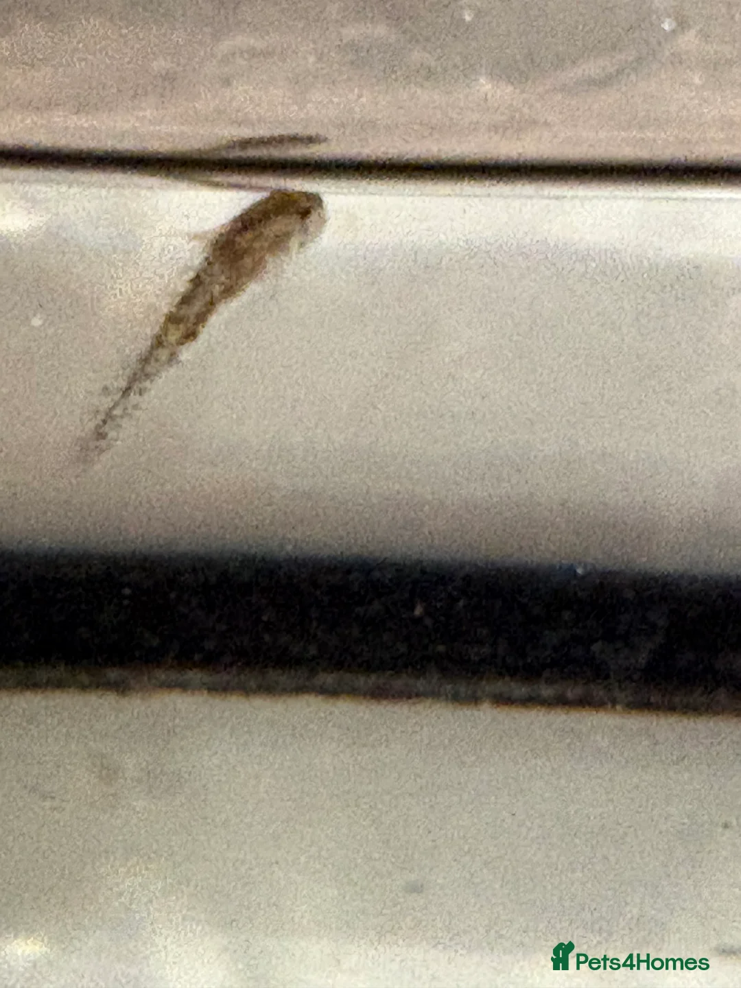 Other/Mixed Breed fish for sale: Baby Axolotls in Chipping Norton - Advert 2