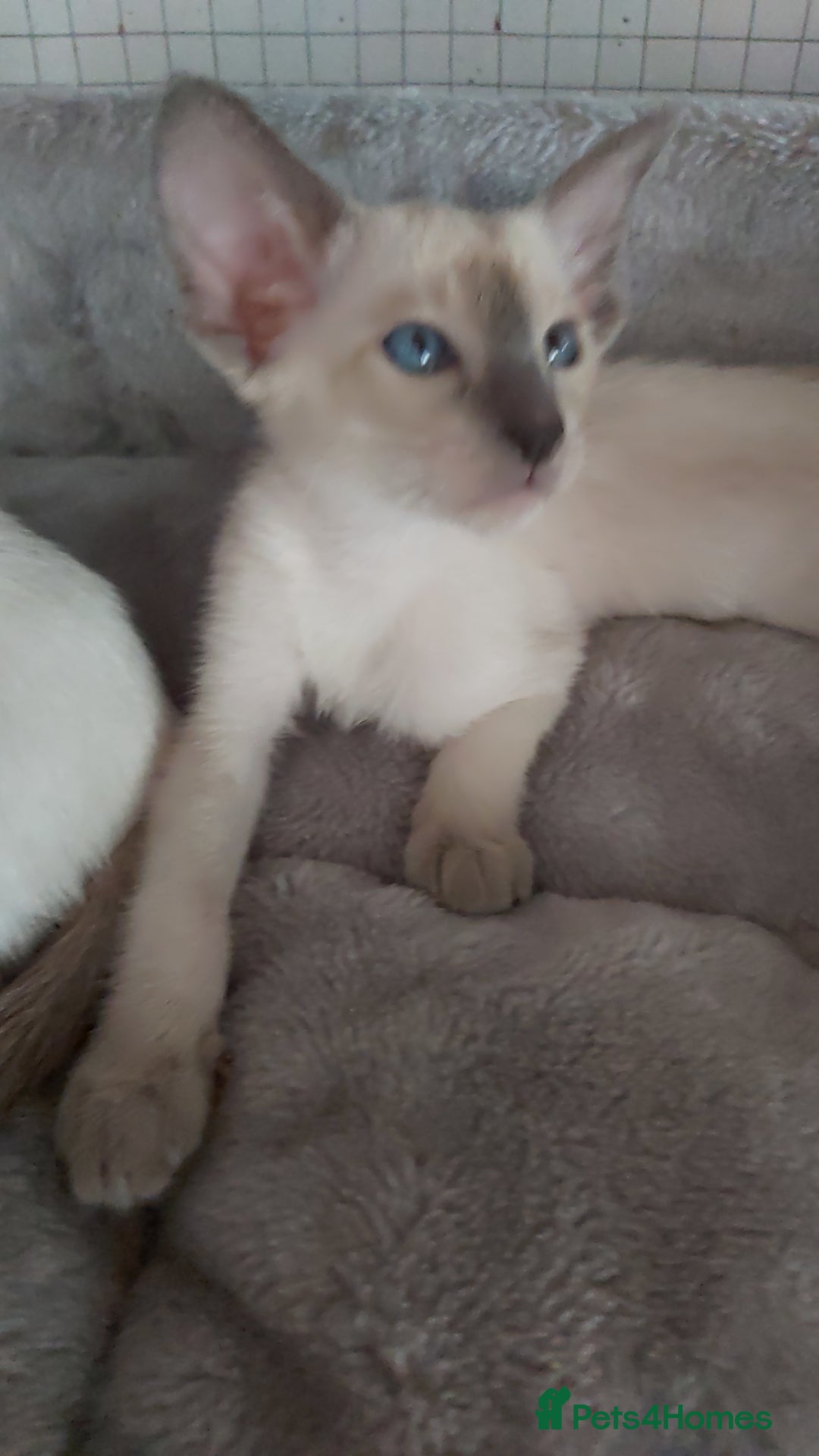 Oriental cats for sale: Full Pedigree Oriental 6 Kittens XL size ears GCCF - Image 12