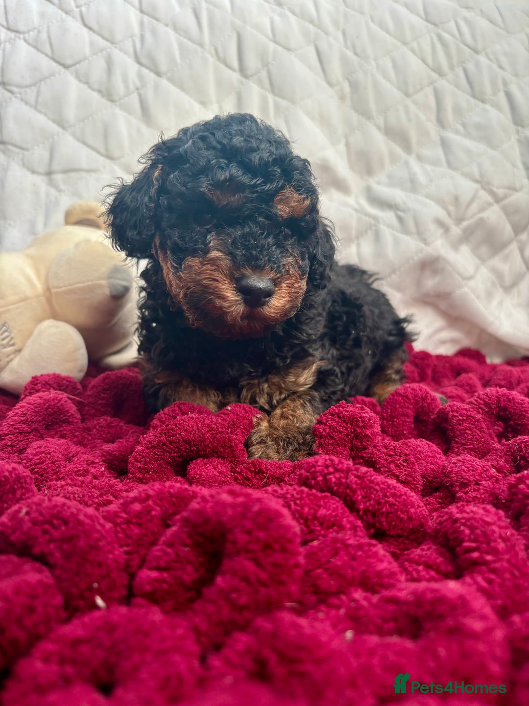 Toy Poodle dogs for sale: KC registered toy poodles - Advert 27