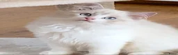Ragdoll cats for sale: READY NOW *** GCCF REGISTERED RAGDOLL KITTENS - Advert 5