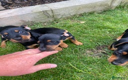 Jack Russell dogs for sale: Jack Russell terrier puppies - Image 17