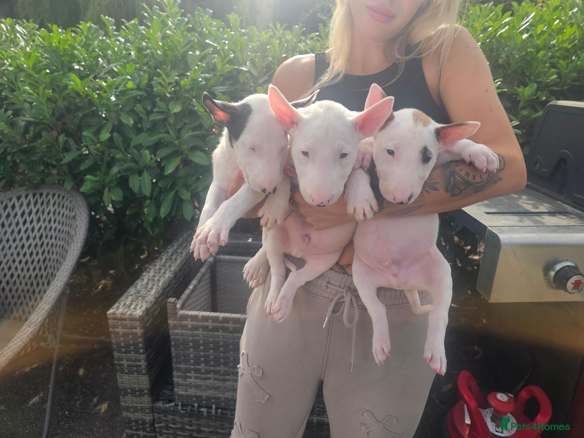 English Bull Terrier dogs English bullterrier pups for sale - Advert 17