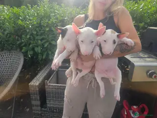English Bull Terrier dogs English bullterrier pups for sale - Advert 17