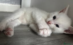 Oriental cats for sale: Male kitten  - Image 4