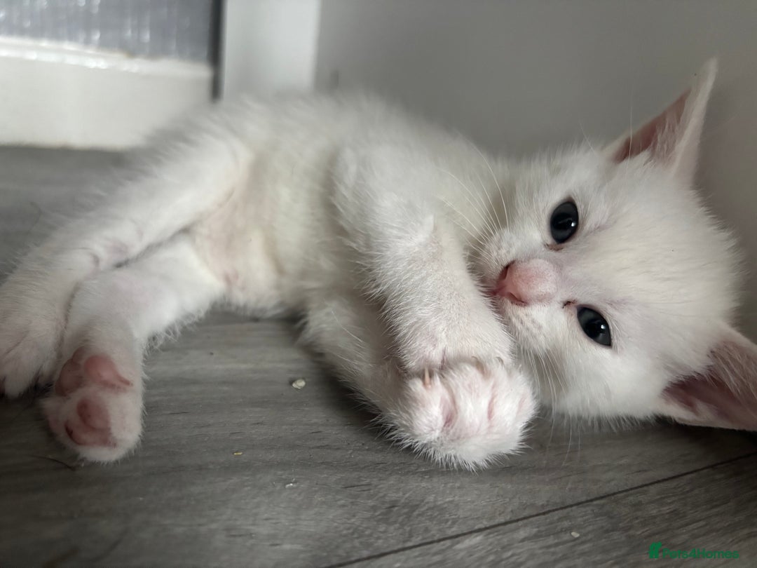 Oriental cats for sale: Male kitten  - Image 4