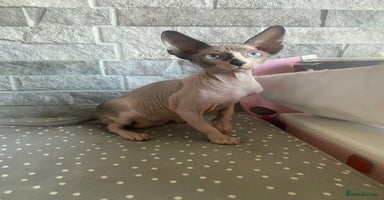 Sphynx cats - Advert 1