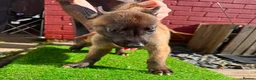 Belgian Shepherd Dog dogs for sale: The first and last litter from Rebel in Prenton - Advert 7