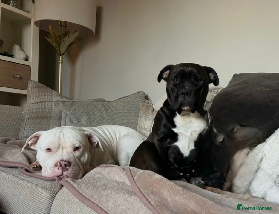 American Bully dogs 🐾 POCKET BULLY PUPPIES 🐾  - Advert 4