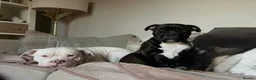 American Bully dogs for sale: 🐾 POCKET BULLY PUPPIES 🐾  in Nottingham - Advert 1