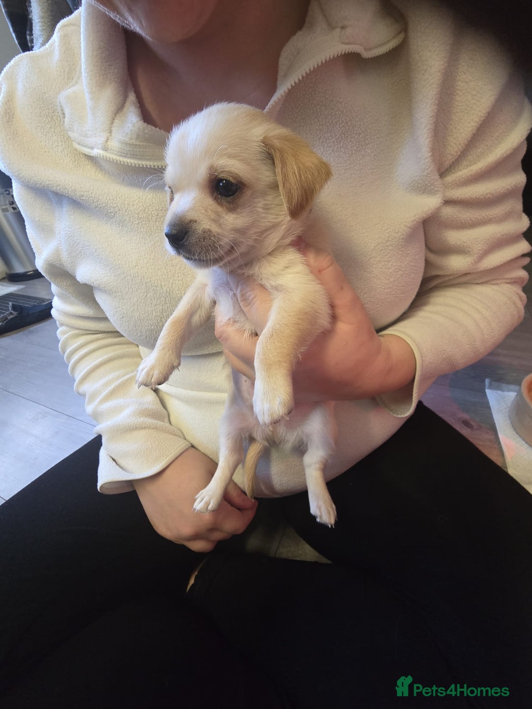 Mixed Breed dogs for sale: Beautiful Jack Russel X Chihuahua  - Advert 9