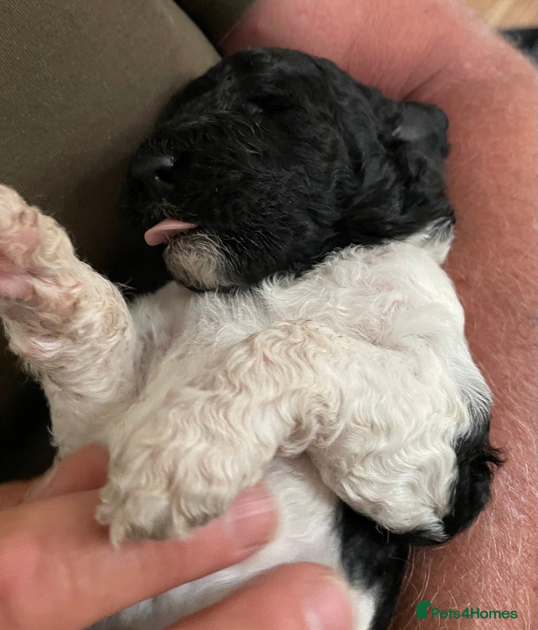 Saint Bernard dogs for sale: St Berdoodle (Saint Bernard standard Poodle) - Image 12