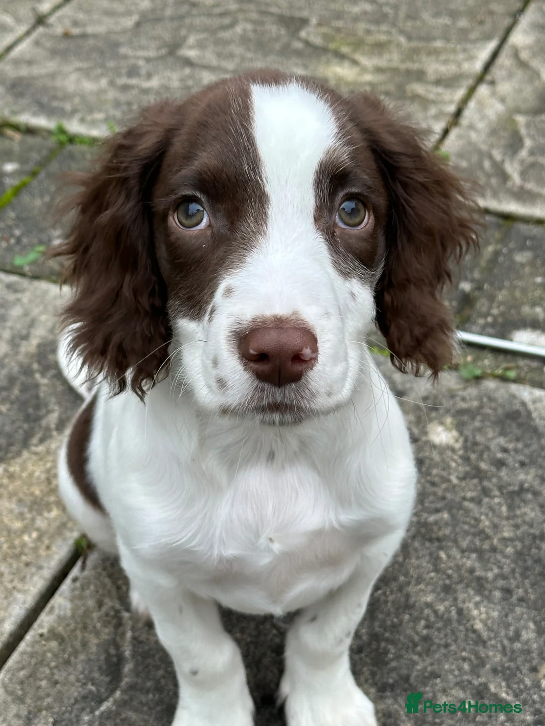Sprocker dogs for sale: Rico - 6 month old Sprocker - Advert 2