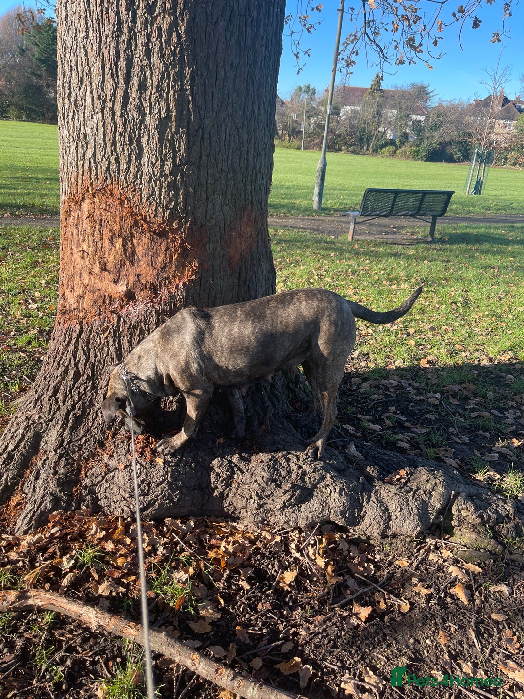 Presa Canario dogs for sale: 5 year old female presa canario  - Image 5