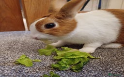 Dutch rabbits for sale: Dutch rabbit for sale - Image 1
