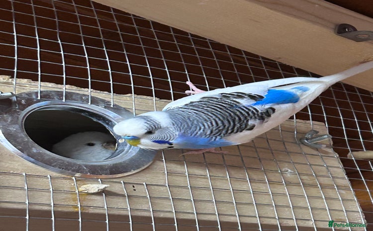 Budgerigars birds - Advert 1
