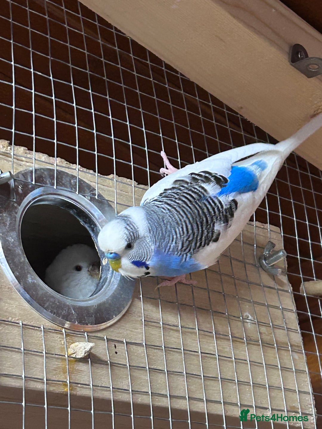 Budgerigars birds for sale: Mixed ages budgies for sale - Image 1