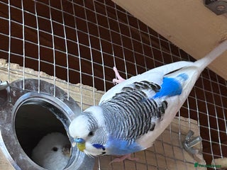 Budgerigars birds - Advert 25