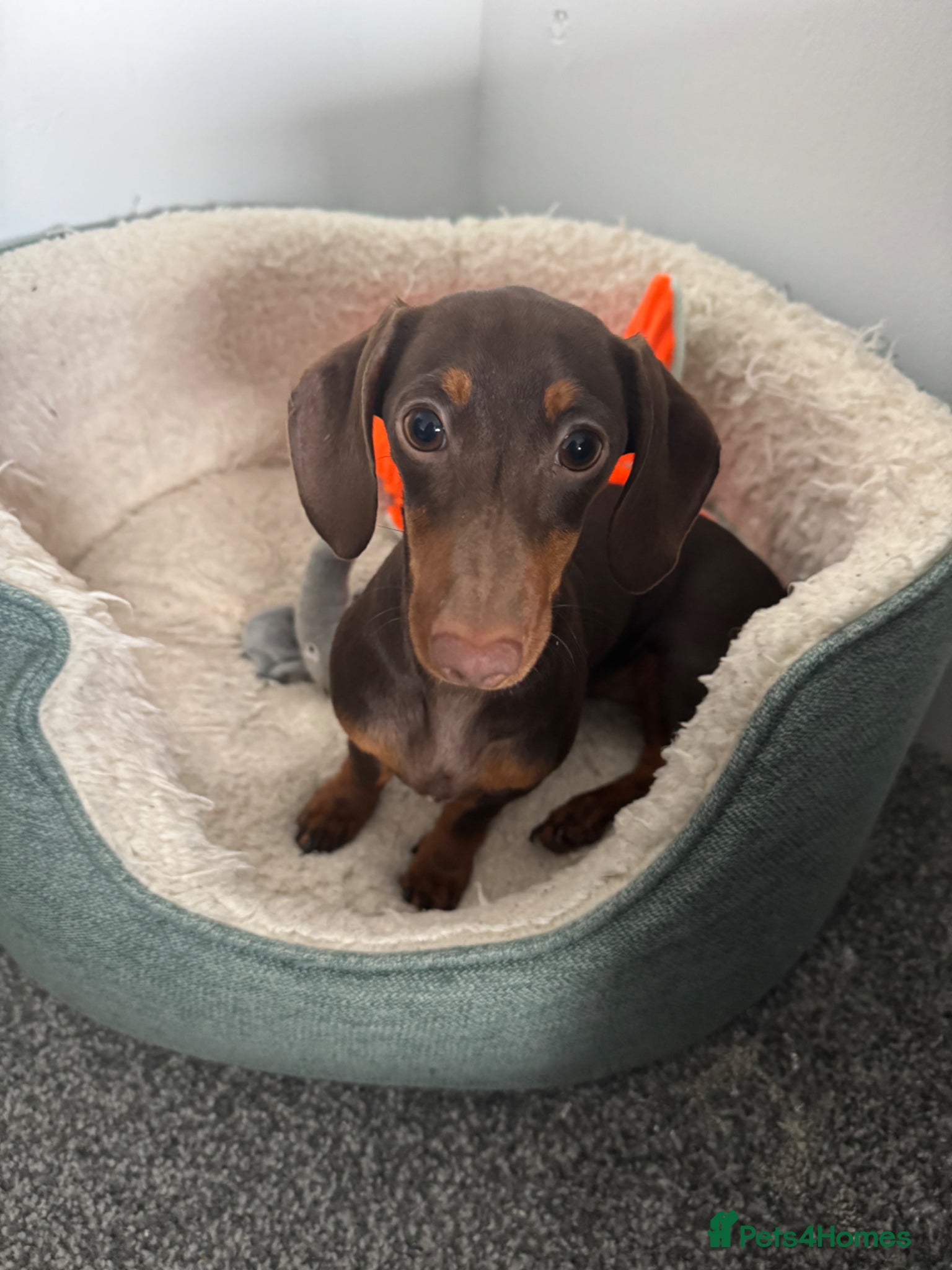 Miniature Dachshund dogs Luna  - Advert 2