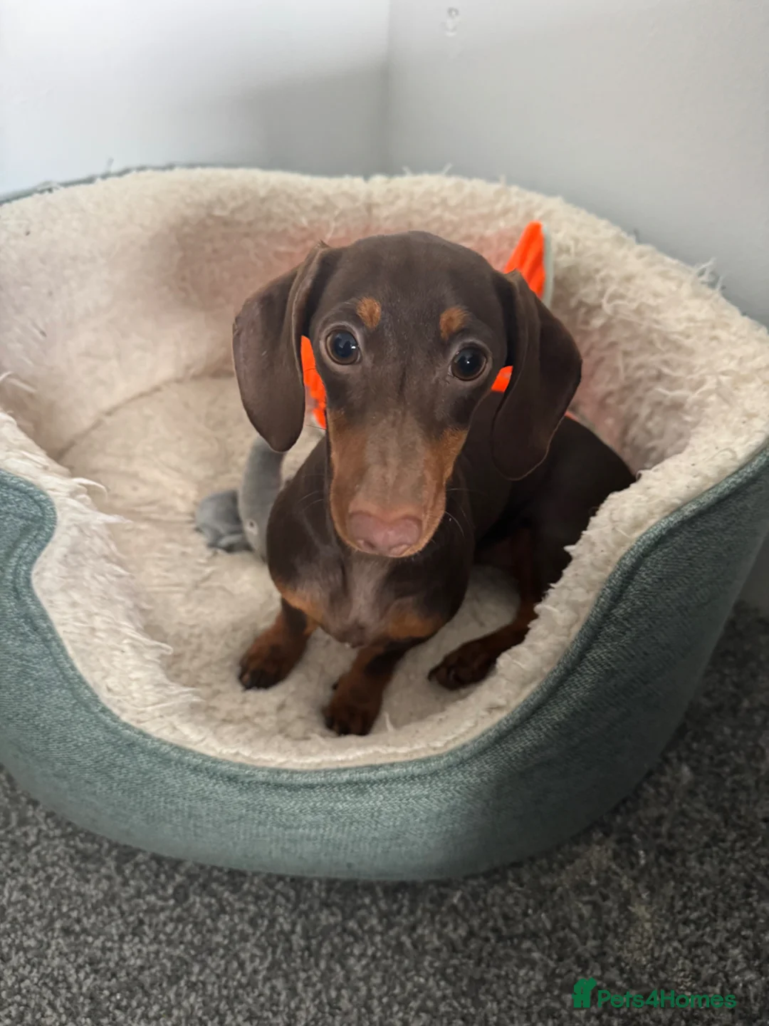 Miniature Dachshund dogs for sale: Luna  - Advert 1