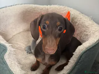 Miniature Dachshund dogs Luna - Advert 2