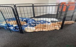 Cockapoo dogs for sale: STUNNING F1 COCKAPOO PUPPIES  - Image 17