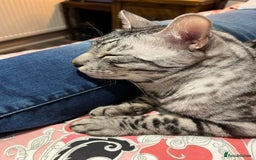 Bengal cats for sale: Sensational Silver Bengal boy requires new family  - Image 18