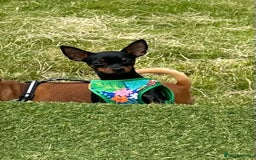 Miniature Pinscher dogs for sale: ✨ Exceptional Miniature Pinscher Puppies ✨ - Image 24