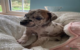 Great Dane dogs for sale: Harlequin pups  - Image 3