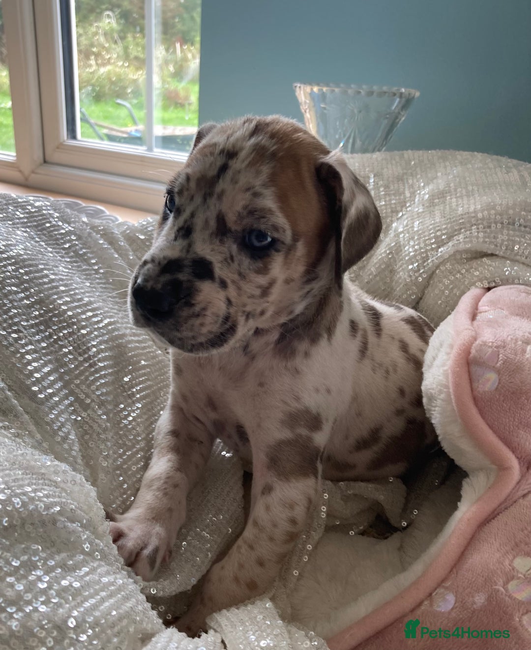 Great Dane dogs for sale: Harlequin pups  - Image 3