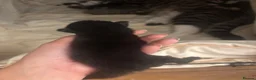 Mixed Breed cats for sale: 6 beautiful kittens  - Advert 2