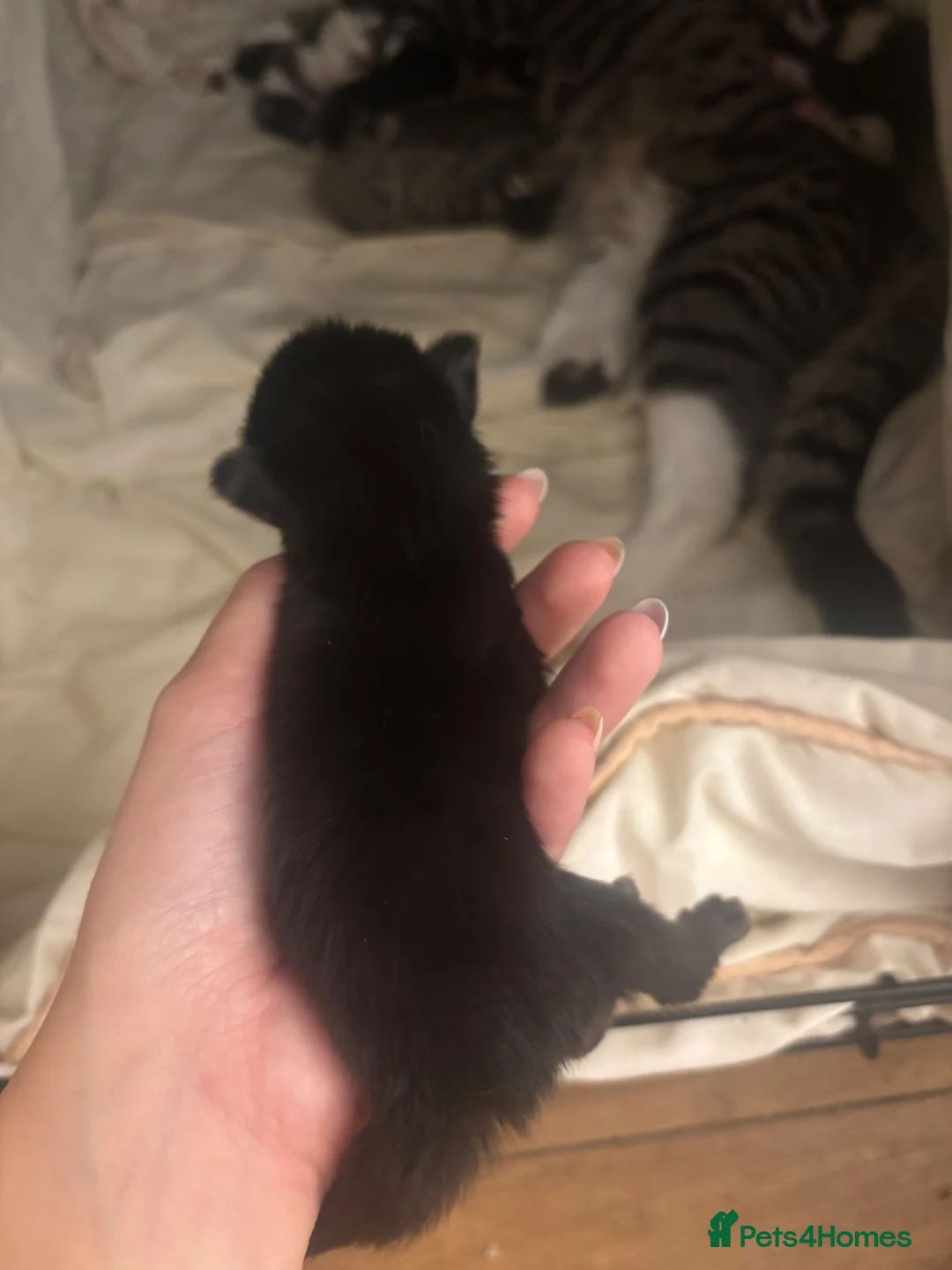 Mixed Breed cats for sale: 6 beautiful kittens  - Advert 2