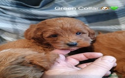 Cockapoo dogs for sale: Cockapoo  - Image 2