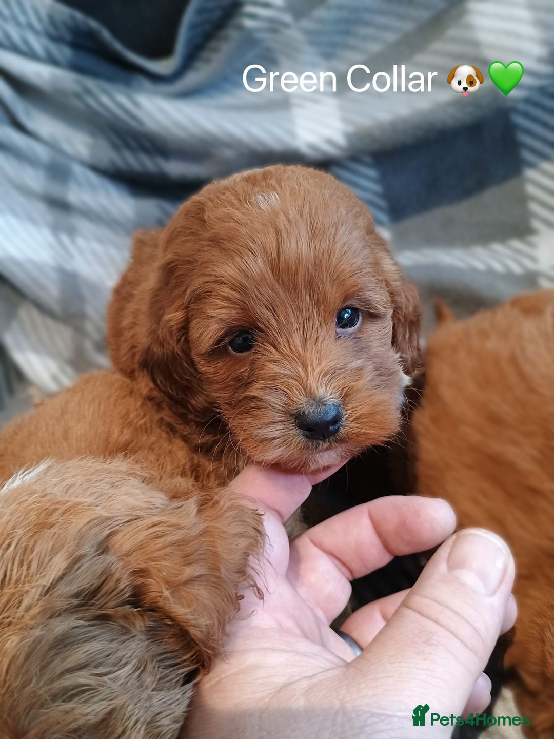 Cockapoo dogs for sale: Cockapoo  - Image 2