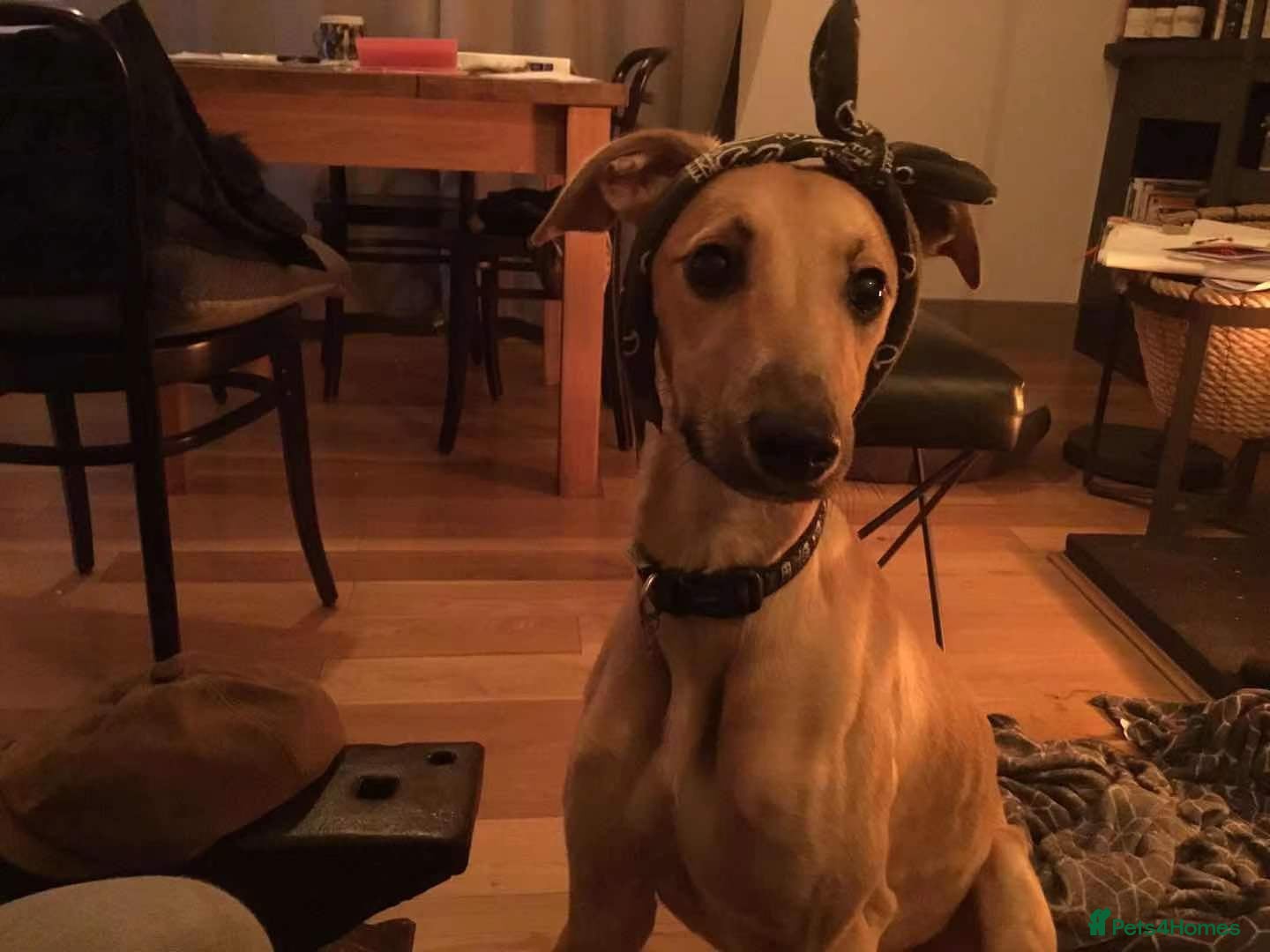 Mixed Breed dogs Lillie  - Advert 2