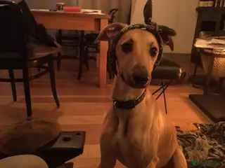 Mixed Breed dogs Lillie - Advert 3