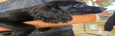 Black Female