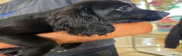Cocker Spaniel dogs for sale: Working Type Cocker Spaniels - Advert 21