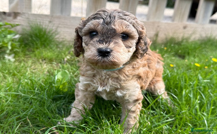 Cockapoo dogs - Advert 4