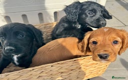 Cocker Spaniel dogs for sale: RED & BLACK COCKER SPANIEL PUPPIES READY NOW 🐶🧡  - Image 4