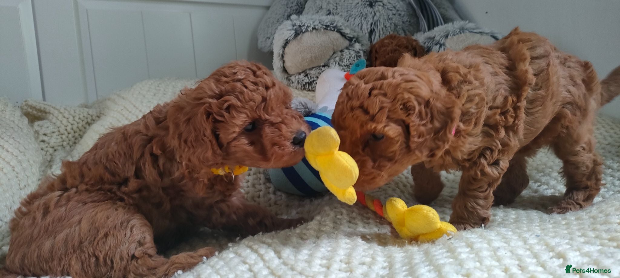 Miniature Poodle dogs 🐾 Adorable  Poodle Puppies for Sale! 🐾 - Advert 8