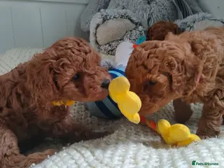 Miniature Poodle dogs 🐾 Adorable Poodle Puppies for Sale! 🐾 - Advert 12